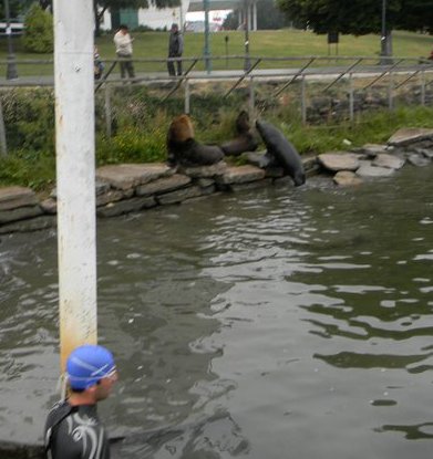 Lobos en Valdivia 2011 Lobos en Valdivia 2011