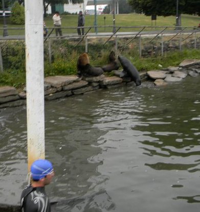 Lobos en Valdivia 2011